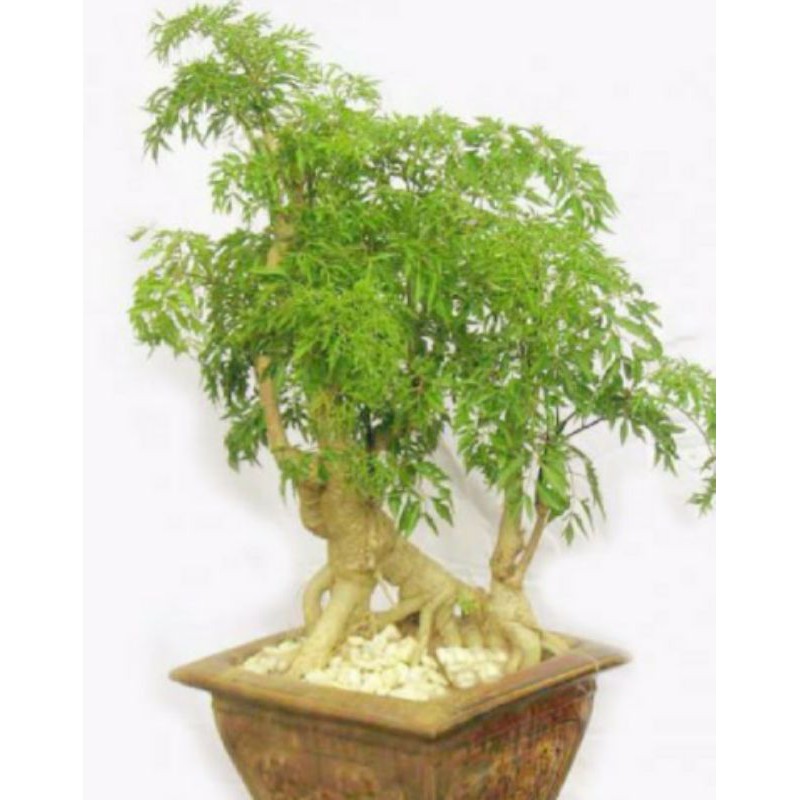 Combo 2 Cây Đinh Lăng Nếp Trồng Chậu Làm Bonsai và Dược Liệu