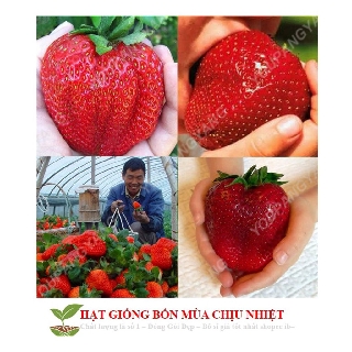Hạt giống dâu tây đỏ khổng lồ 50 hạt tăng kích mầm và hướng dẫn trồng ĐẾN MÙA TRỒNG TẾT
