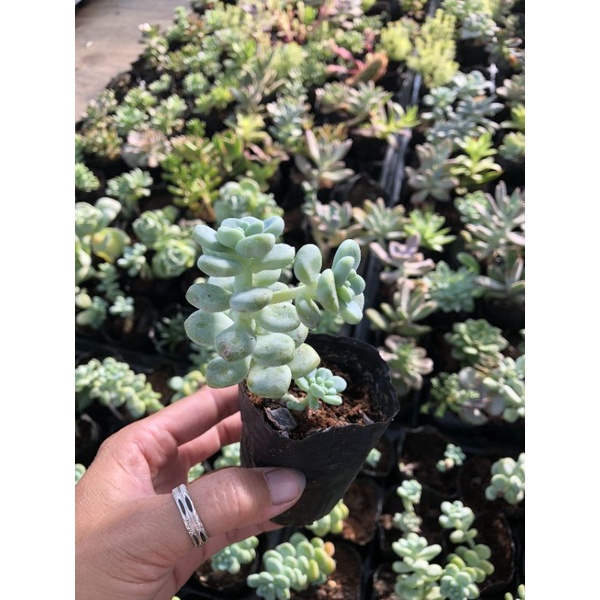Sen đá Size Bầu 2🌺🌺