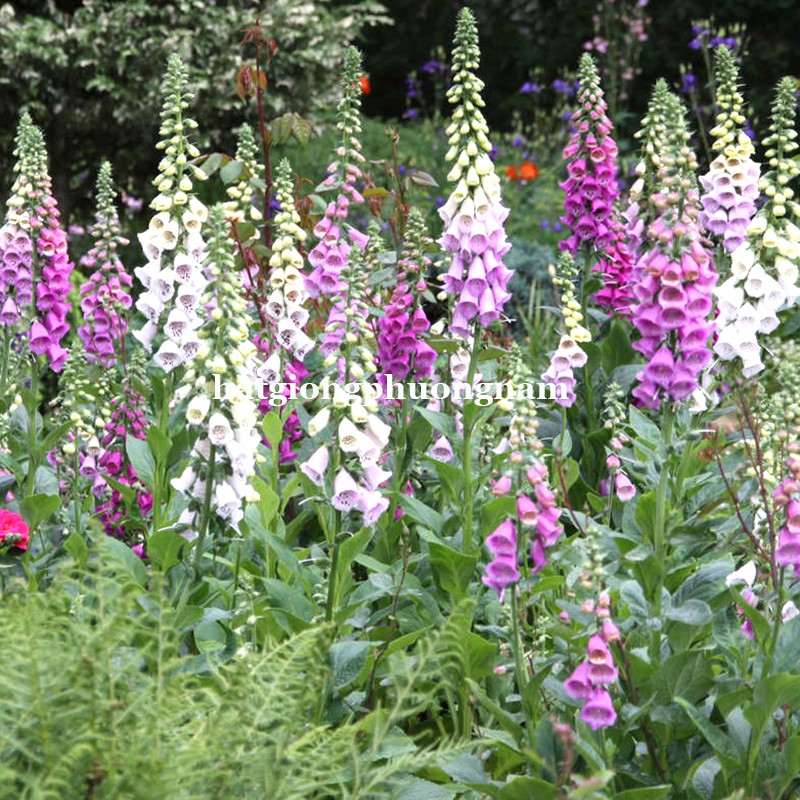 100H - HẠT GIỐNG HOA MAO ĐỊA HOÀNG NHIỀU MÀU