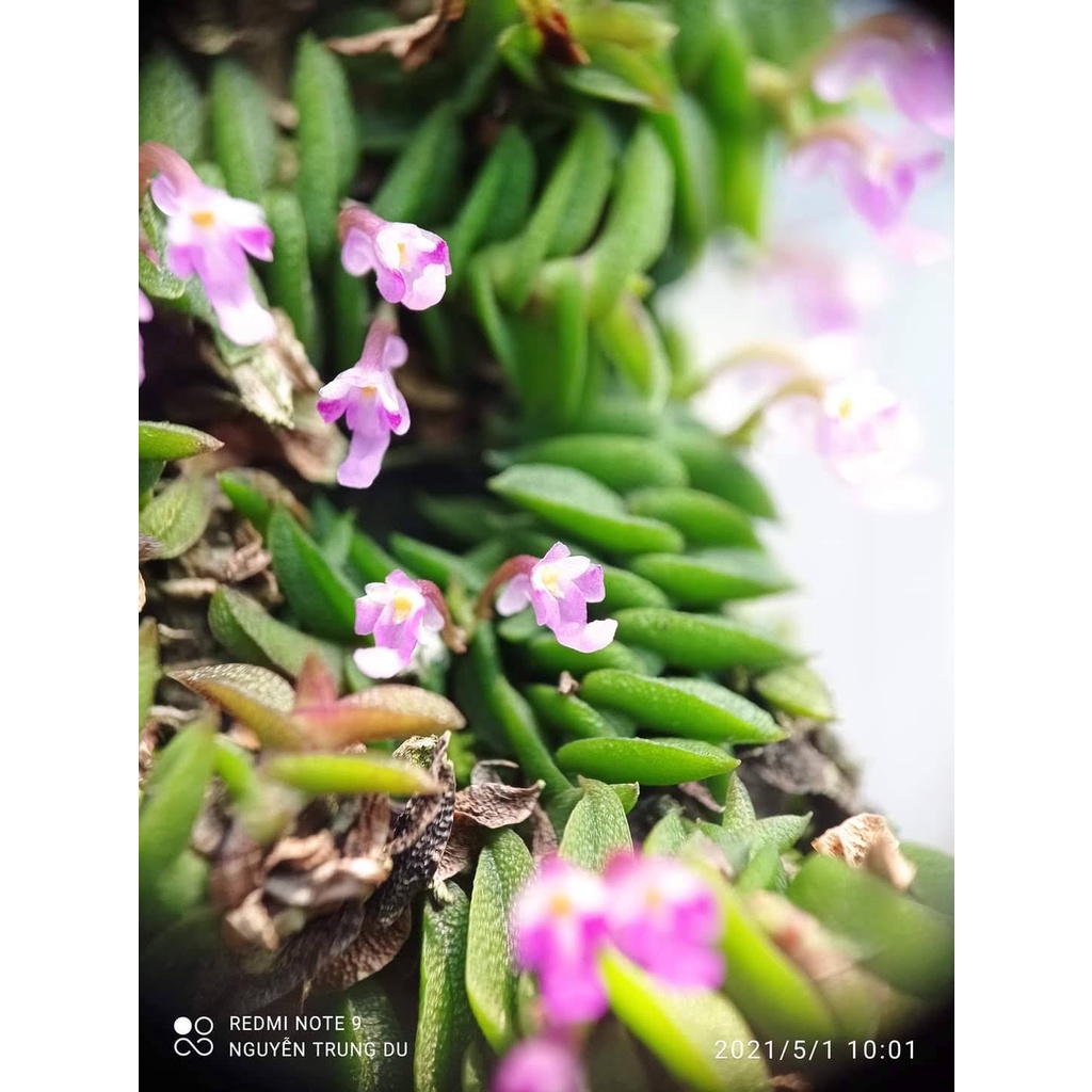 5 khóm lan chân rết, thích hợp bán cạn, terrarium