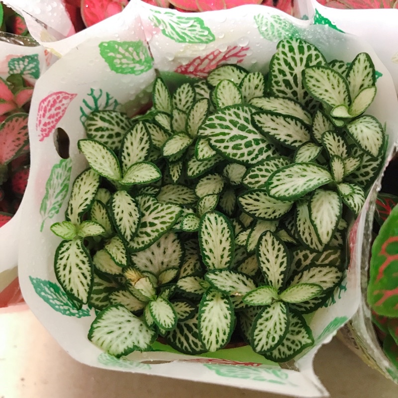 Lá may mắn - Lá Cẩm nhungi