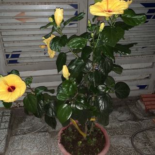 Cây 🌲 Bông dâm bụt Thái (siêu hoa)