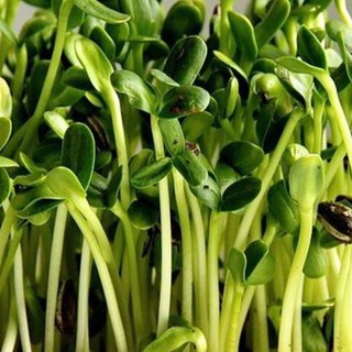 Hạt Mầm hướng dương ( 50gr/Gói )