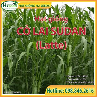 Hạt giống cỏ Lai Sudan Latte - gói 500g siêu năng suất dùng trong chăn nuôi trâu, bò, cá, thỏ...