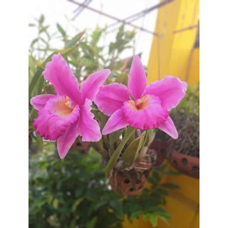 KHUÔN LAN HOÀNG HẬU ( XL)
