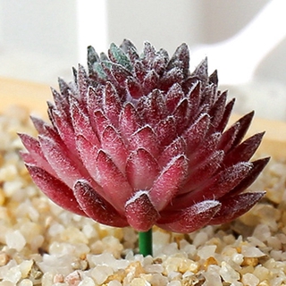 Artificial succulents, floristry, artificial flowers, plastic artificial plants
