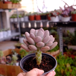 (PURPLE MOONSTONE) SỎI MẬP TÍM LỚN