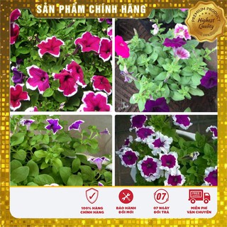 Hạt giống Hoa Dạ Yến Thảo Viền F1 50 Hạt