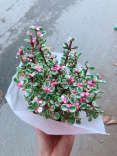Cây Cành Vàng Lá Ngọc(đô la hồng)