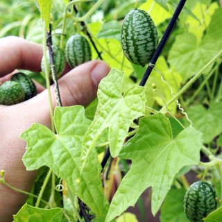 Hạt giống Dưa hấu mini