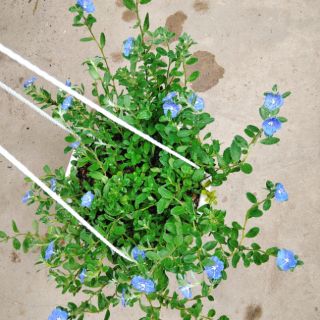 Hoa Thanh Tú (Blue Daze)