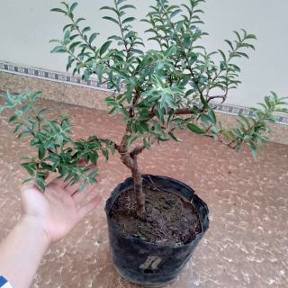 Cây ổi lá rí bonsai
