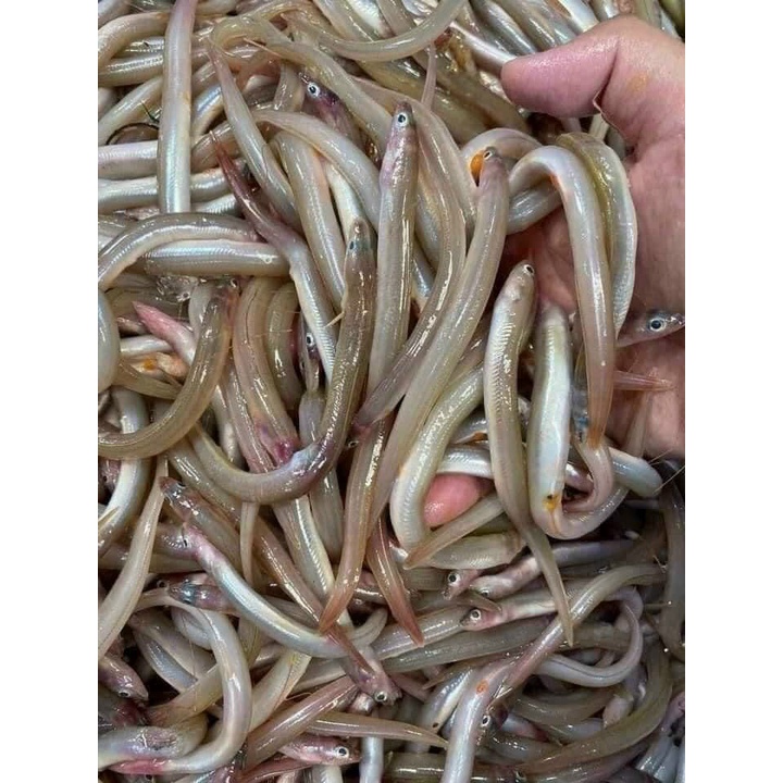 1Kg Cá Sụn Sịn không xương_ Dễ chế biến / 500g_giao nhanh