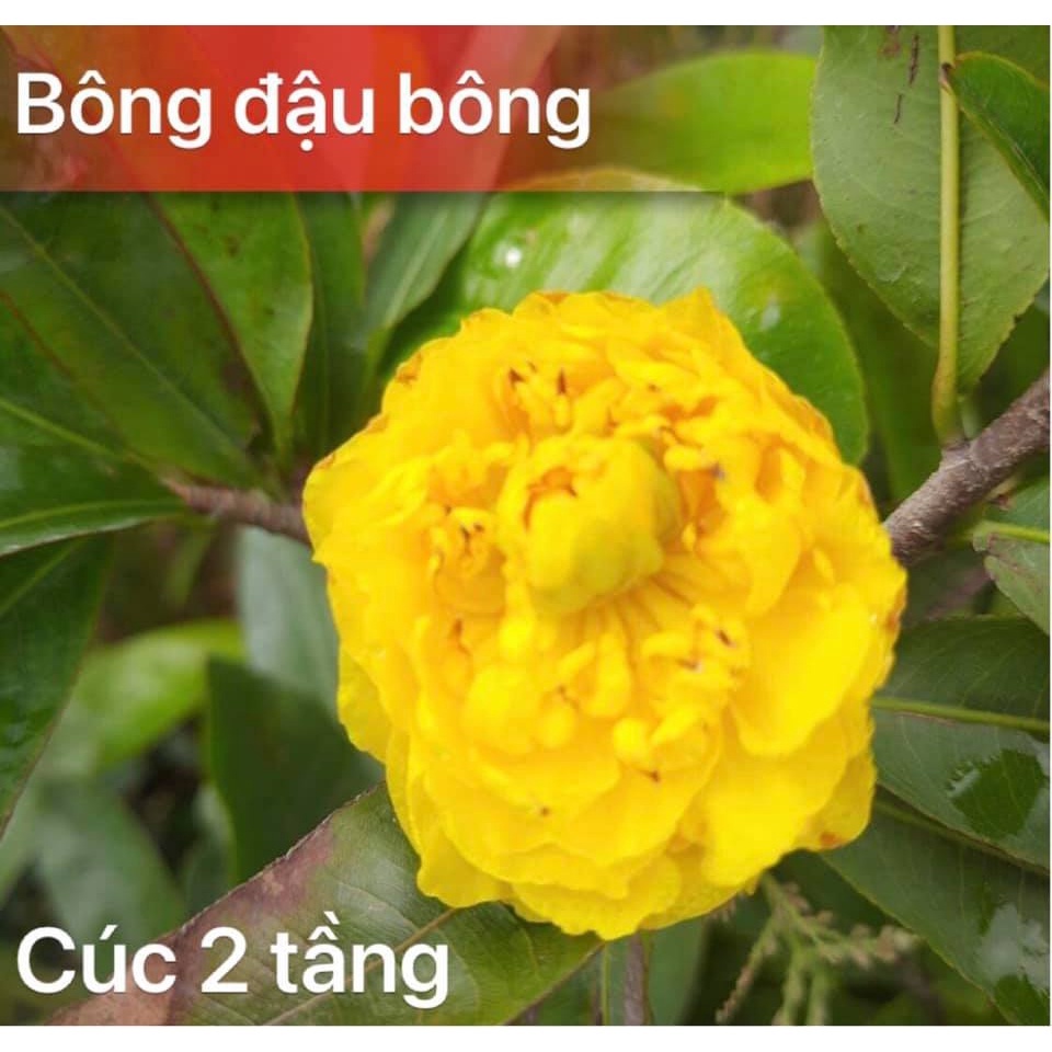 Cây mai cúc 2 tầng
