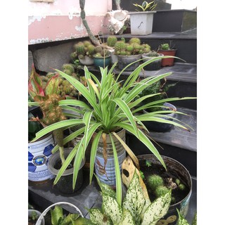 cỏ lan chi ( cây dây nhện ) bầu đất không chậu