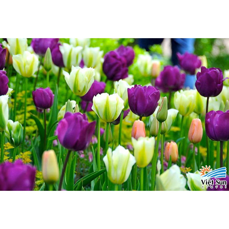 5 Củ giống hoa tulip hoa màu tím - hoatuliptim