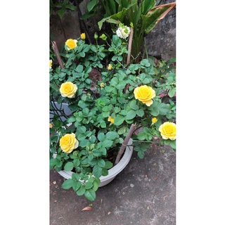 Phân bò ủ hoai mục
