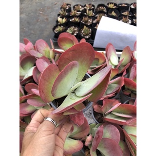 Sen đá Cánh Bướm 12-13cm