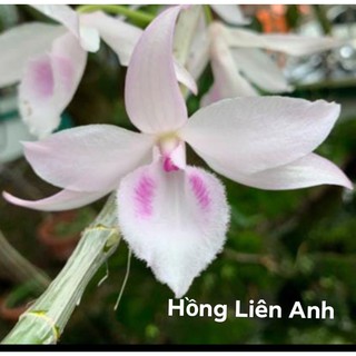 [Rẻ Vô Địch] Phi Điệp Hồng Liên Anh ( Cây con giống gieo hạt)