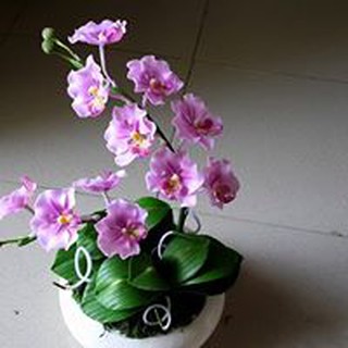 Hoa Lan hồ điệp cỡ trung để bàn