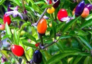 Hạt giống ớt ngũ sắc 5 hạt