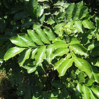 💙Móc mật chuẩn giống cây ươm sẵn trong bầu - Mua 1 TẶNG 1