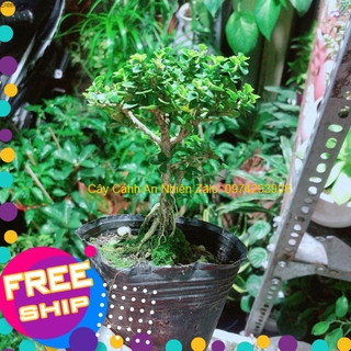 Cây Sam Hương (cao 12cm,ngang 7cm)