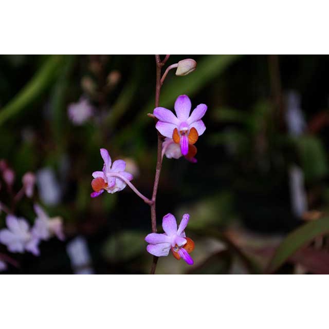 Hồ điệp Dorital Tím