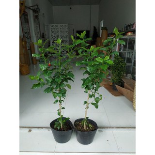 dâm bụt thân gỗ
