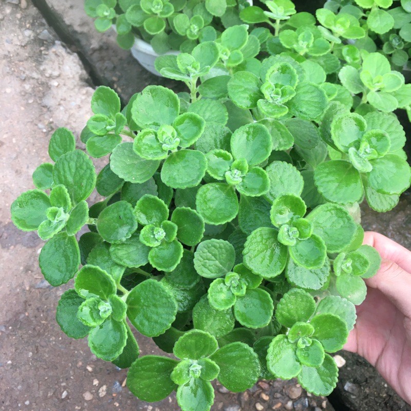 Cây sen thơm(nhất mạt hương) ngọn xum,mùi thơm dễ chịu,xua đuổi muỗi.