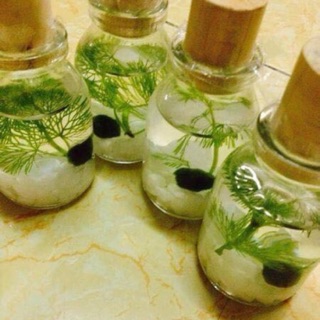 Combo 4 marimo size 1cm❤️