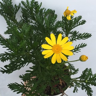 Hạt giống cúc thân gỗ/cúc trường thọ tự thu hoạch