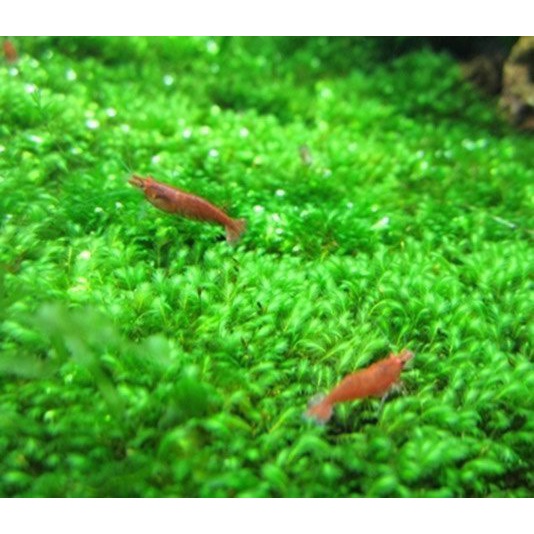 Rêu Mini Fiss cho bể thủy sinh, dễ trồng và dễ chăm sóc