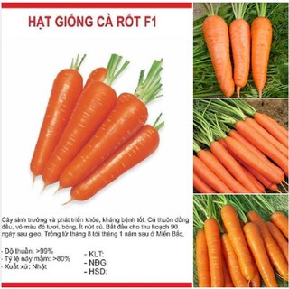 Hạt giống cà rốt chịu nhiệt Nhật - Gói 100 hạt