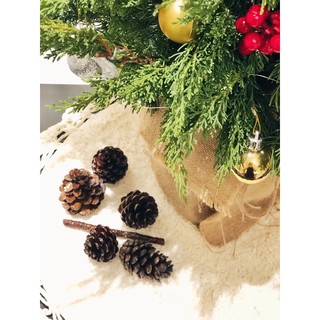 Trái Thông Khô Đà Lạt Trang trí Giáng Sinh Decor Noel