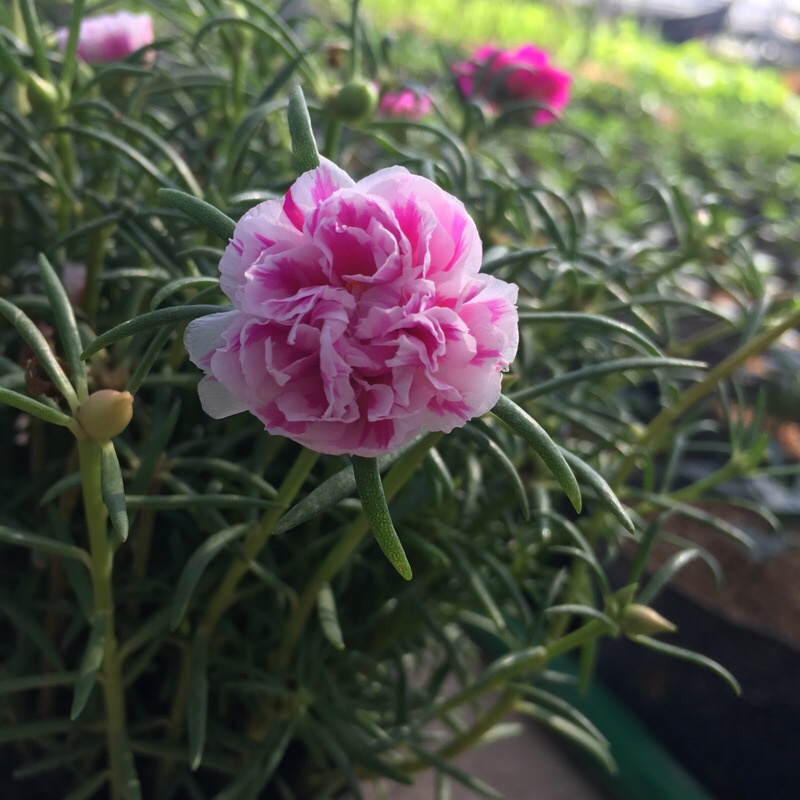 Cây hoa mười giờ thái mix màu trong bịch đen