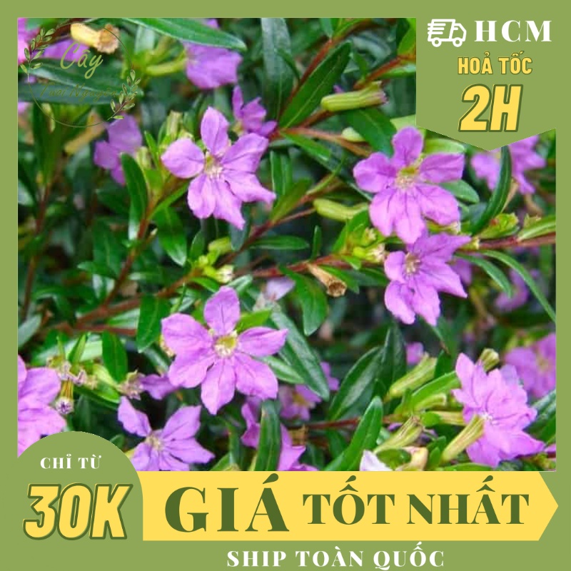 CÂY HOA CẨM TÚ MAI ,(cao 20cm), Cây cảnh, dễ trồng GIÁ RẺ, nở quanh năm, Cây Tươi Nguyên CTN0290