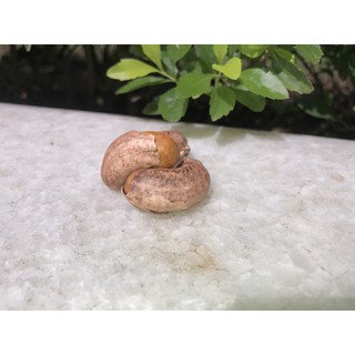 Hạt điều rang muối nguyên vỏ