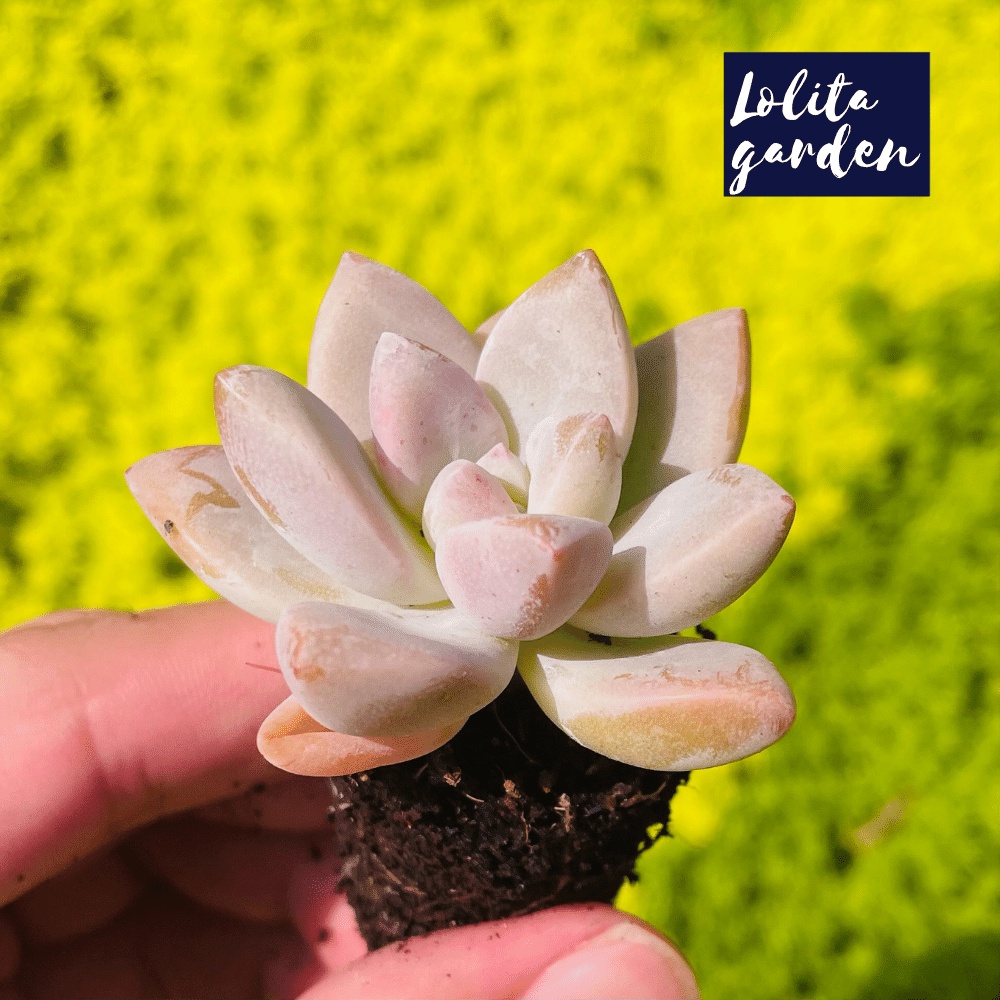 Sen đá pink gem Đà Lạt size mini cây cảnh trang trí nhà cửa Lolita garden
