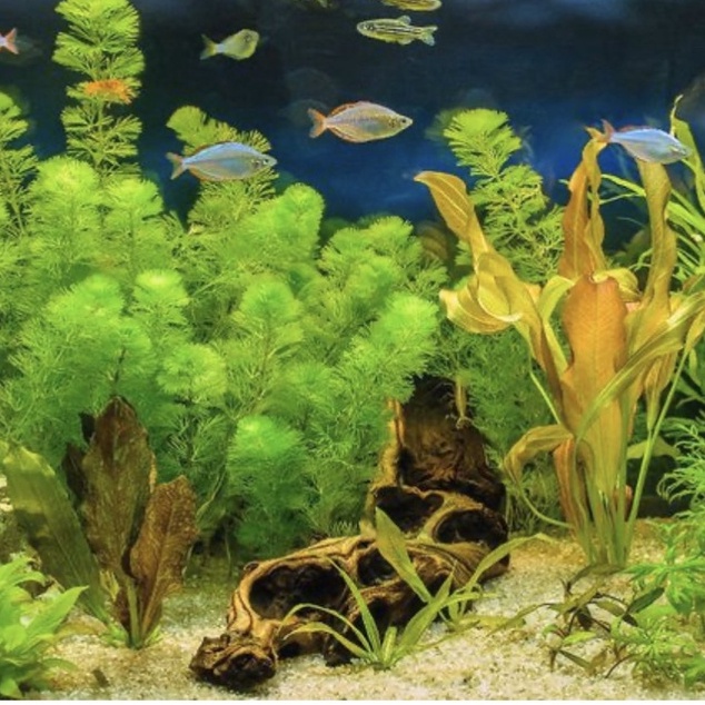 500gr Cát nền thủy sinh trang trí bể cá , chậu cây