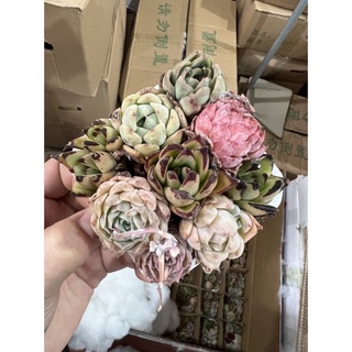 Sen đá hàn mix vỉ 9 cây 1 chậu