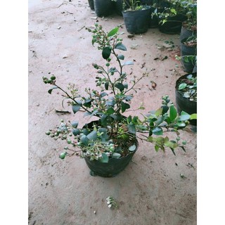 Cây việt quất
