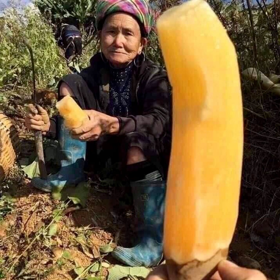 Miến đao sâm  Bát xát_Lào Cai gói 500g