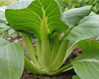 Hạt giống cải thìa thái lan