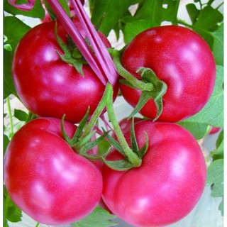 Hạt giống Cà chua hồng - Gói 5 hạt