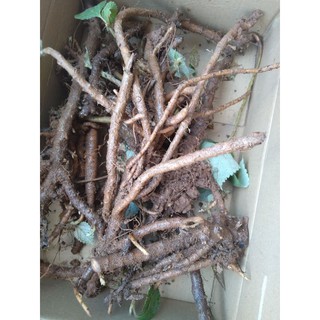 cây gai giống 1 kg
