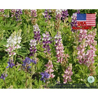 20h Hạt Giống Hoa Đậu Lupin Chịu Nhiệt Lùn Mix (C3.104| -KD: B15*V44*M221)