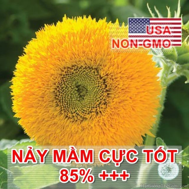 Gói 20 HẠT GIỐNG HOA HƯỚNG DƯƠNG LÙN KÉP HƯỚNG DƯƠNG XÙ