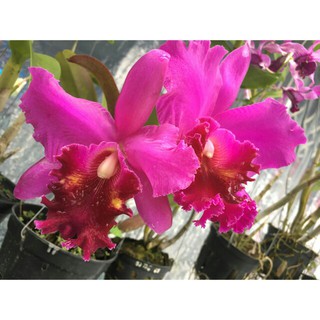 Lan Cattleya Hàn Mặc Tử